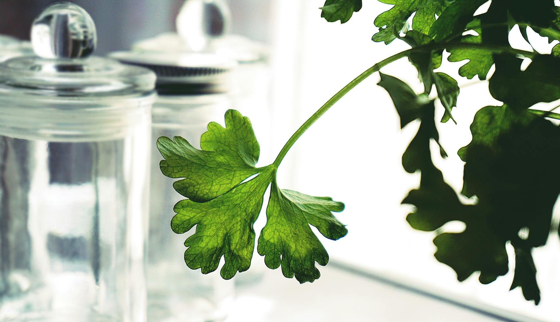 Herb Highlight: The Magical Power & Spirit of Parsley