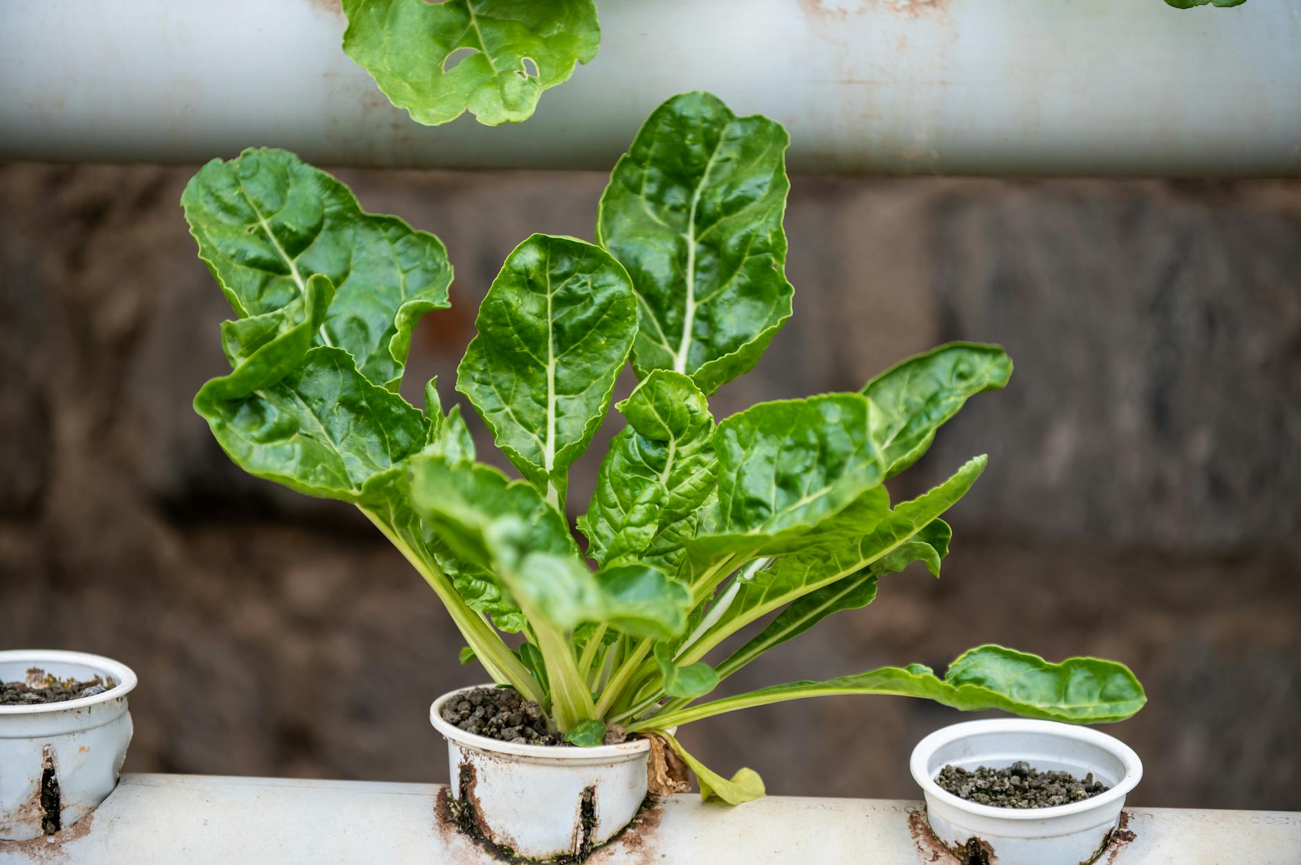 Why You Need More Leafy Greens in Your Diet: Benefits for Gut Health, Energy & Mental Clarity