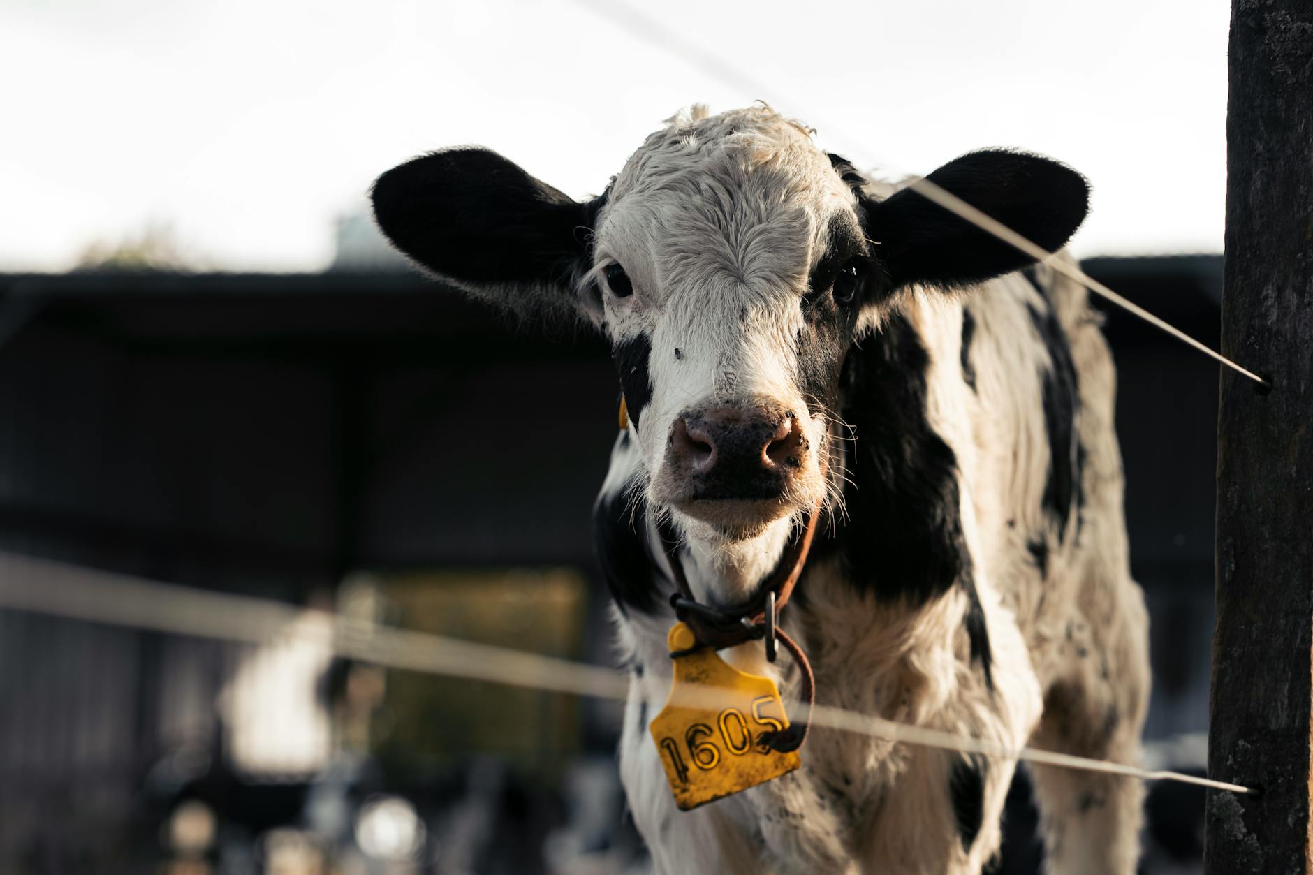 Is Dairy Bad for You? Benefits, Risks & What Happens When You Stop